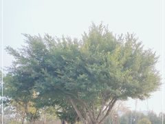 -眉山湿地公园(东坡区)