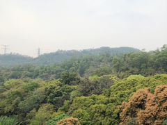 -深圳仙湖植物园