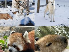 -北京野生动物园