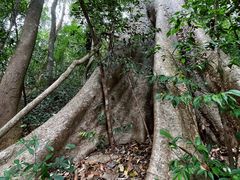 -中国科学院西双版纳热带植物园