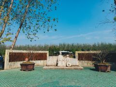 -合肥滨湖国家森林公园