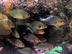 -西雅图水族馆