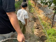 -马陆小张葡萄园农家乐