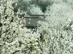 -樱桃山旅游景区