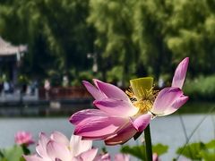 -莲花池公园