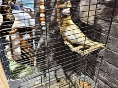 -许老八包子铺羊汤馆(绿地世纪城店)