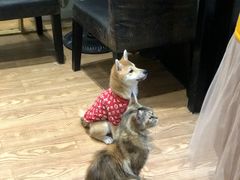 -猫色咖啡·猫咖