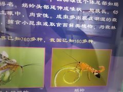 -上海昆虫博物馆