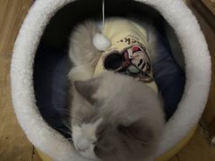 -Meowの猫咖(万家丽店)