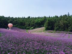 -大塘金香草谷