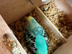 -清平路水族市场