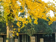 -西园戒幢律寺