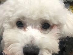 -瑞派宠物医院·中兽医专科(中央商城分院)