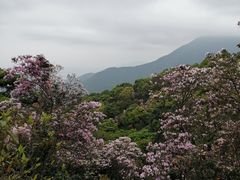-梧桐山风景名胜区