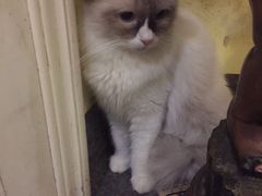 猫-猫色咖啡·猫咖