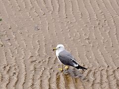 -青岛第一海水浴场