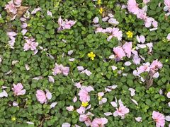 -唐城墙遗址公园