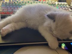 -欣宠猫屋·矮脚拿破仑·蓝金金渐层