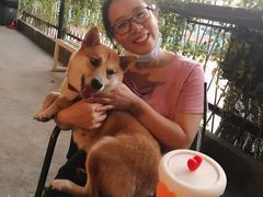 -柴犬高等学院·狗咖·柴犬售卖·宠物训练