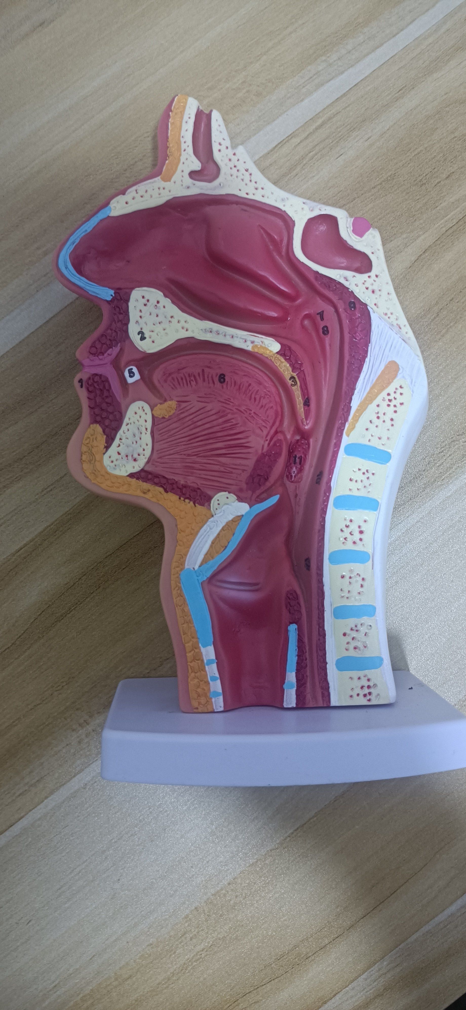 鼻腔护理 鼻腔养护 过敏性鼻炎