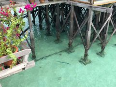 -卡帕莱度假村(西巴丹岛)