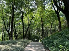 -重庆市江北嘴中央商务区中央公园