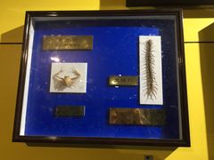 -上海昆虫博物馆