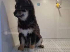-1013 PET SHOP 宠物商店(近铁城市广场店)