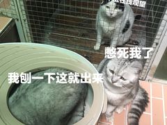 -猫咪博物馆(顶澳仔猫街店)