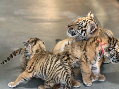 -大连森林动物园