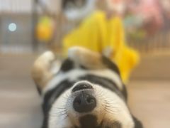 -柴迷FANS CLUB·柴犬狗咖·猫咖