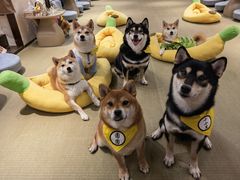 -逗柴咖啡屋·狗咖猫咖宠物桌游