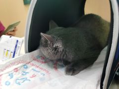 -宠颐生猫科·内科皮肤科(西平世纪城店)