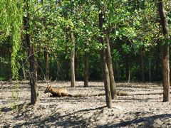 -溱湖国家湿地公园