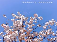 -顾村公园