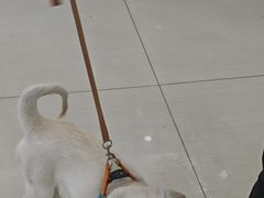 -全心全意连锁动物医院·微创中心·内科急重症·心脏专科(丰管路店)