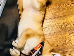 -柴务处·柴犬主题狗咖