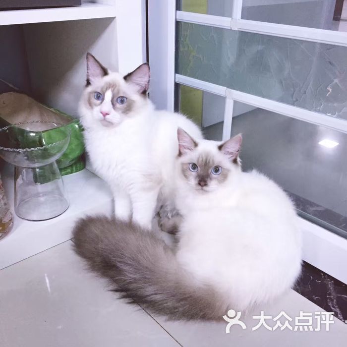 名猫世界宠物店