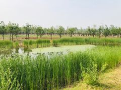 -东郊湿地公园
