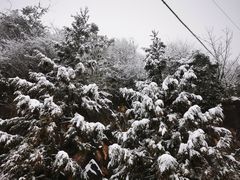 -武陵山森林公园