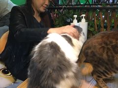-李小姐の猫咖啡馆(五角场店)