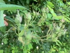 -无锡师范学校附属小学(学前街校区)