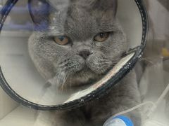 -博特宠物医院24h犬猫全科.骨科·异宠