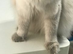 -喵的天空名猫咖啡馆·撸猫·猫舍·用品