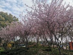-上海山野camping·户外天幕烧烤·团建拓展营地