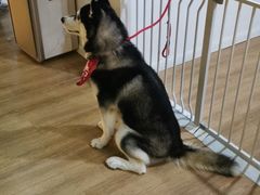 -Husky Go! 哈士奇体验馆·宠物咖啡厅狗咖