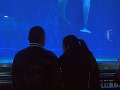 -芜湖新华联大白鲸海洋公园