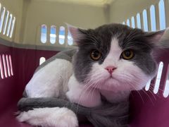 -翊宠yipet猫狗购宠庄园犬舍•猫舍