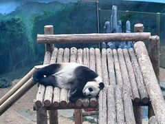 -大连森林动物园