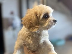 -翊宠yipet猫狗购宠庄园犬舍•猫舍